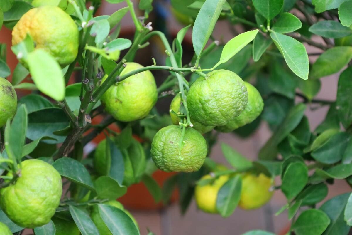 Dwarf Fruit Trees for Zone 9B