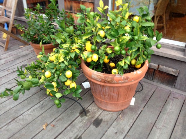 Best Fruit Trees for Containers Southern California