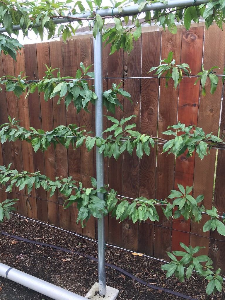 Espaliered Fruit Trees