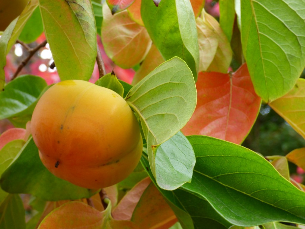 Best Fruit Trees to Grow in West Texas