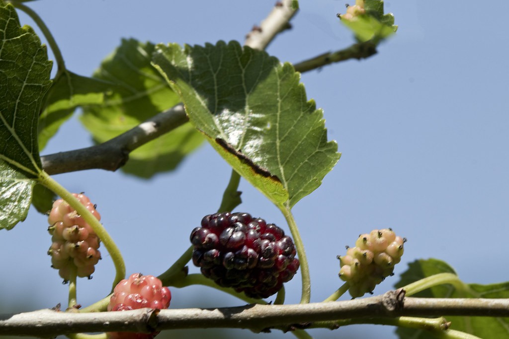 best fruit trees to grow in florida panhandle