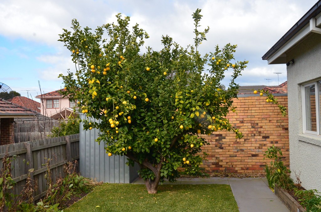 Best Fruit Trees for Small Spaces Uk