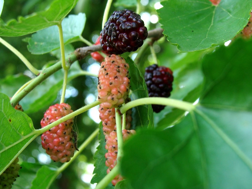 Best Fruit Trees to Grow in West Texas