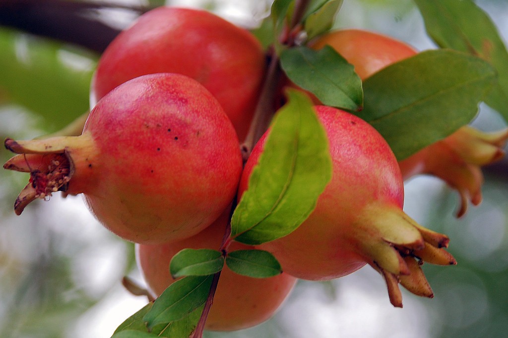 Best Fruit Trees to Grow in Austin Texas