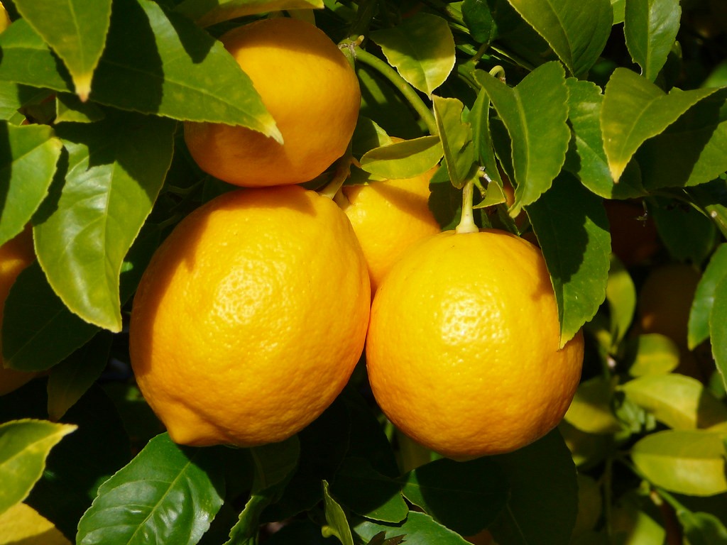 best fruit trees to grow in florida