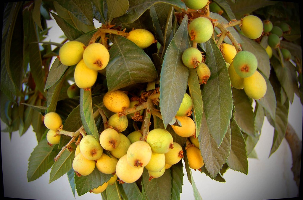 south florida fruit trees