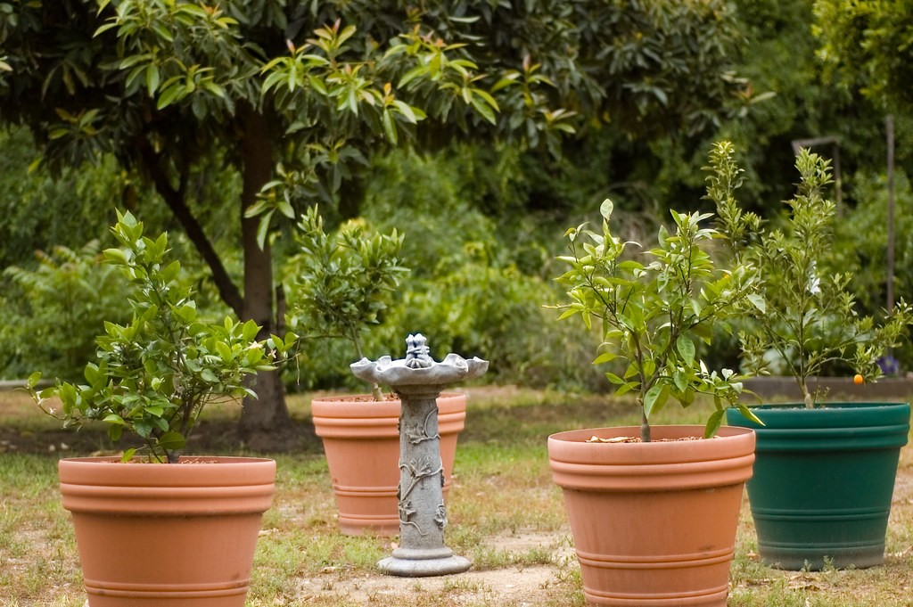 Dwarf Fruit Trees for Central Florida