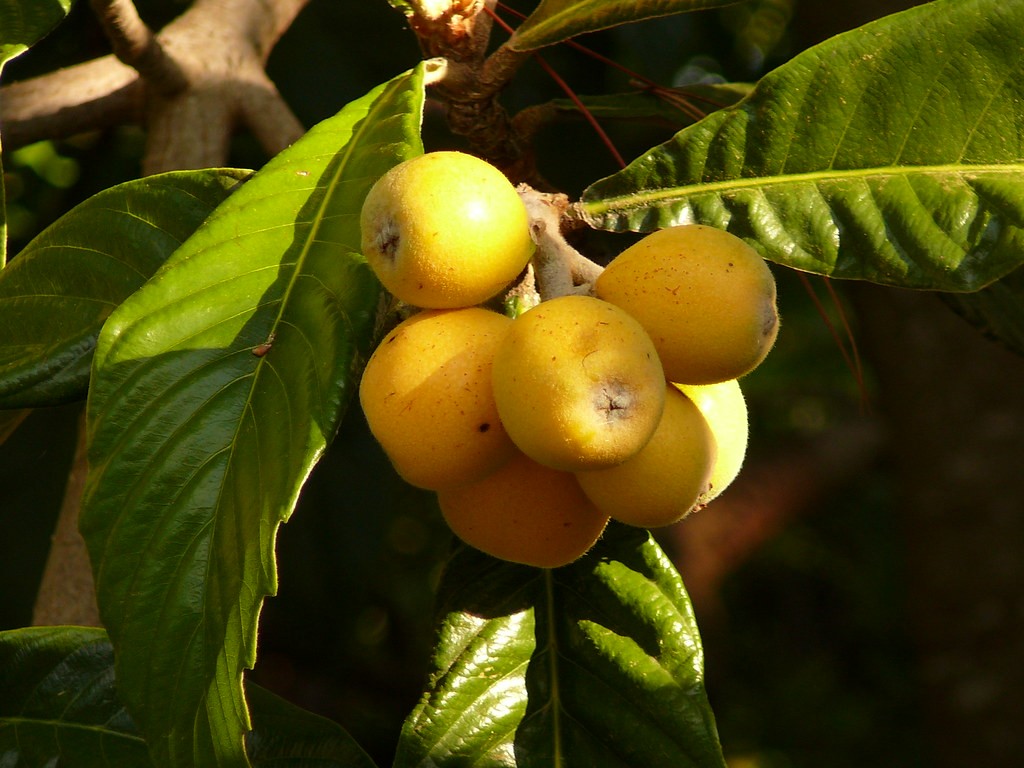 Low Maintenance Fruit Trees California