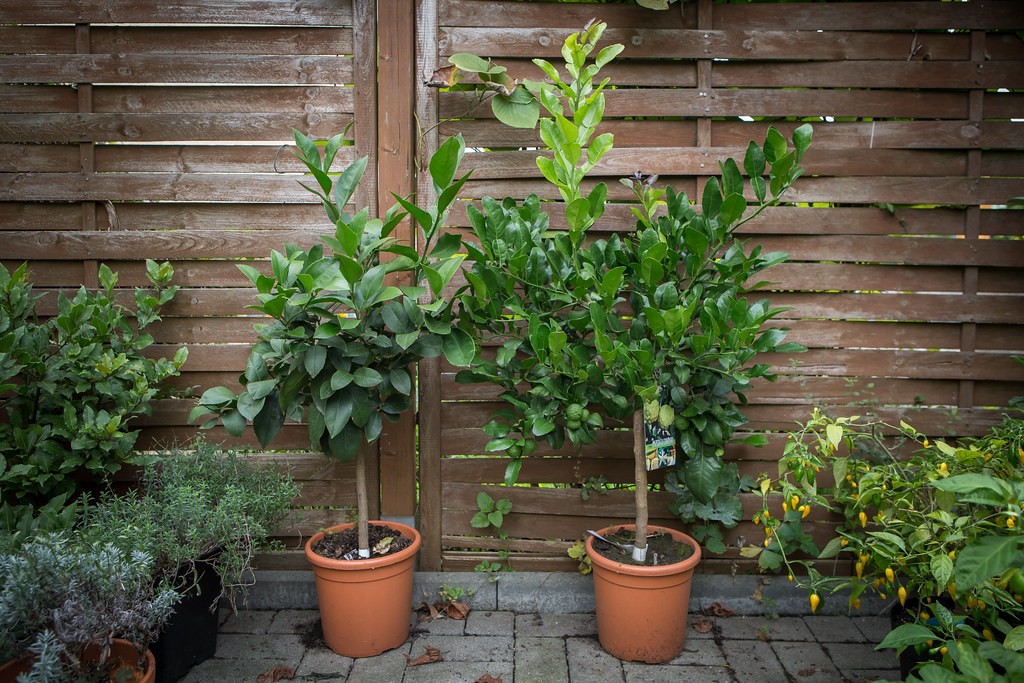 Dwarf Citrus Trees