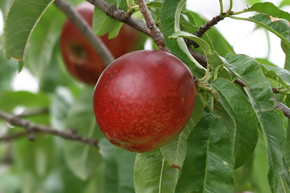 Best Fruit Trees for Containers Southern California
