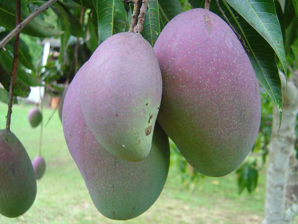 Difference Between Tropical And Exotic Fruits