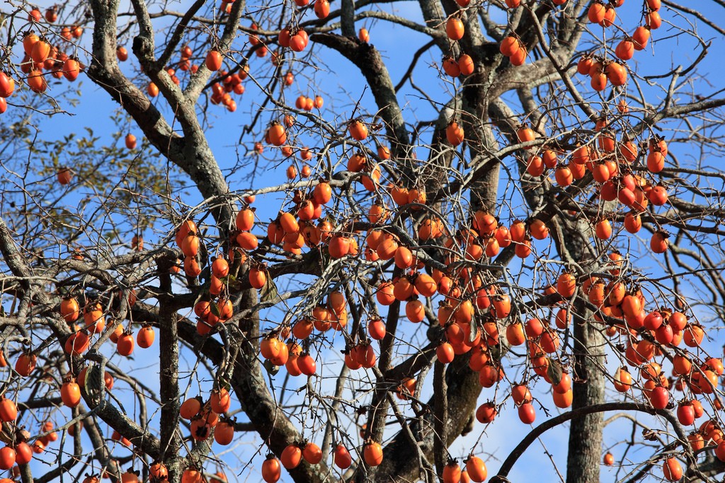 what fruit trees can i grow in central florida