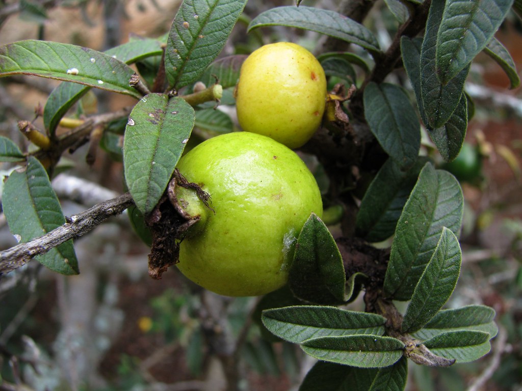 Best Fruit Trees for Containers Southern California