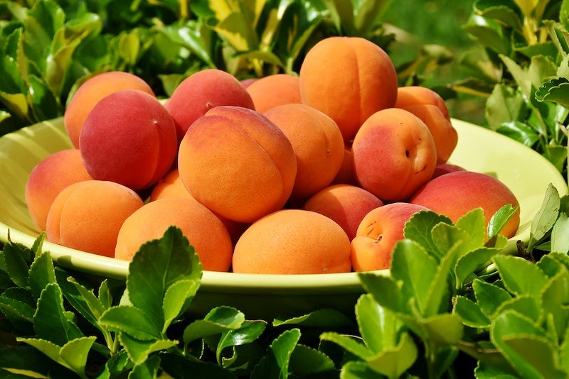 When to Plant Fruit Trees in North Texas