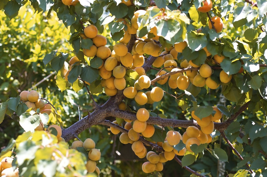 Best Fruit Trees to Grow in West Texas