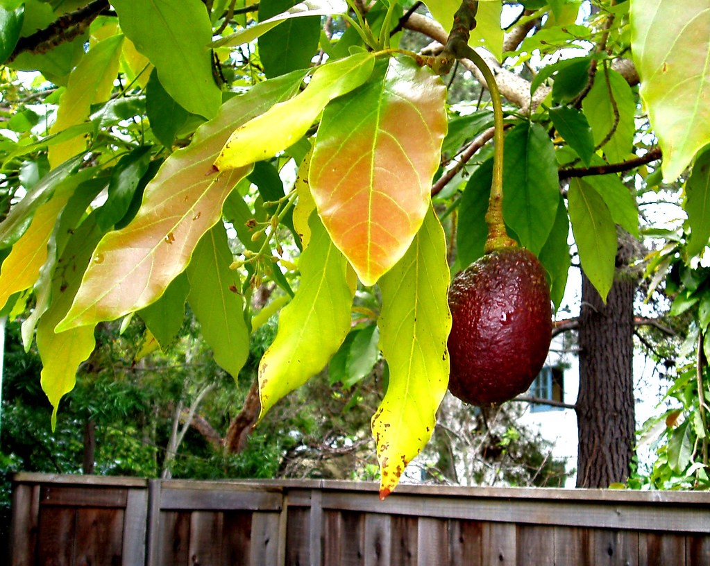 Avocado Trees