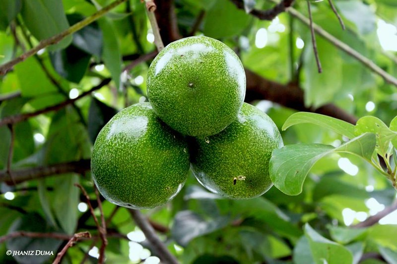 Avocado Trees