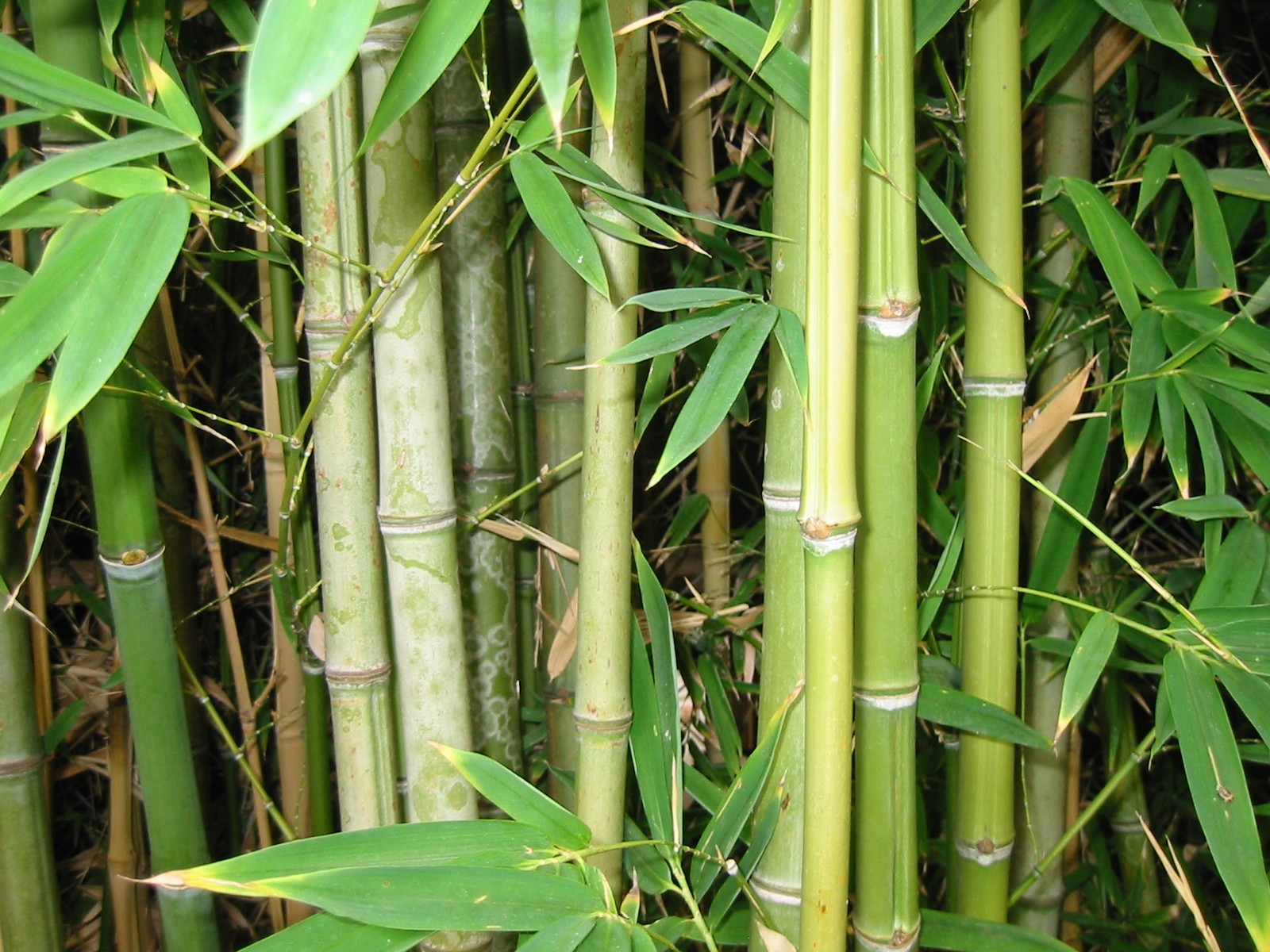 What Plants are Not Allowed in Florida
