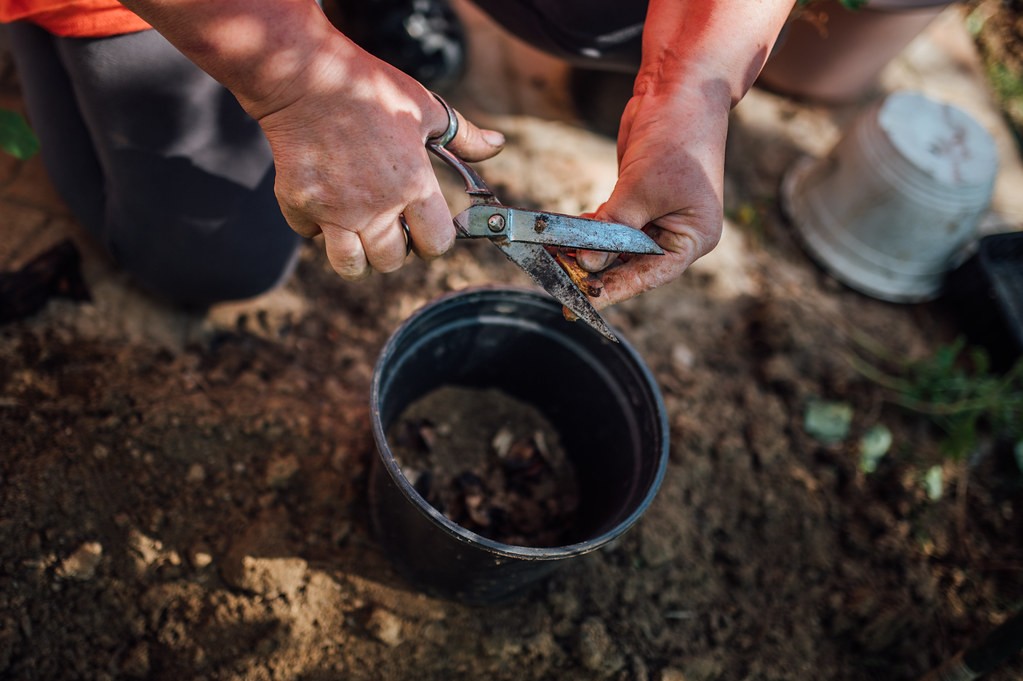 Homemade Fertilizer for Fruit Trees