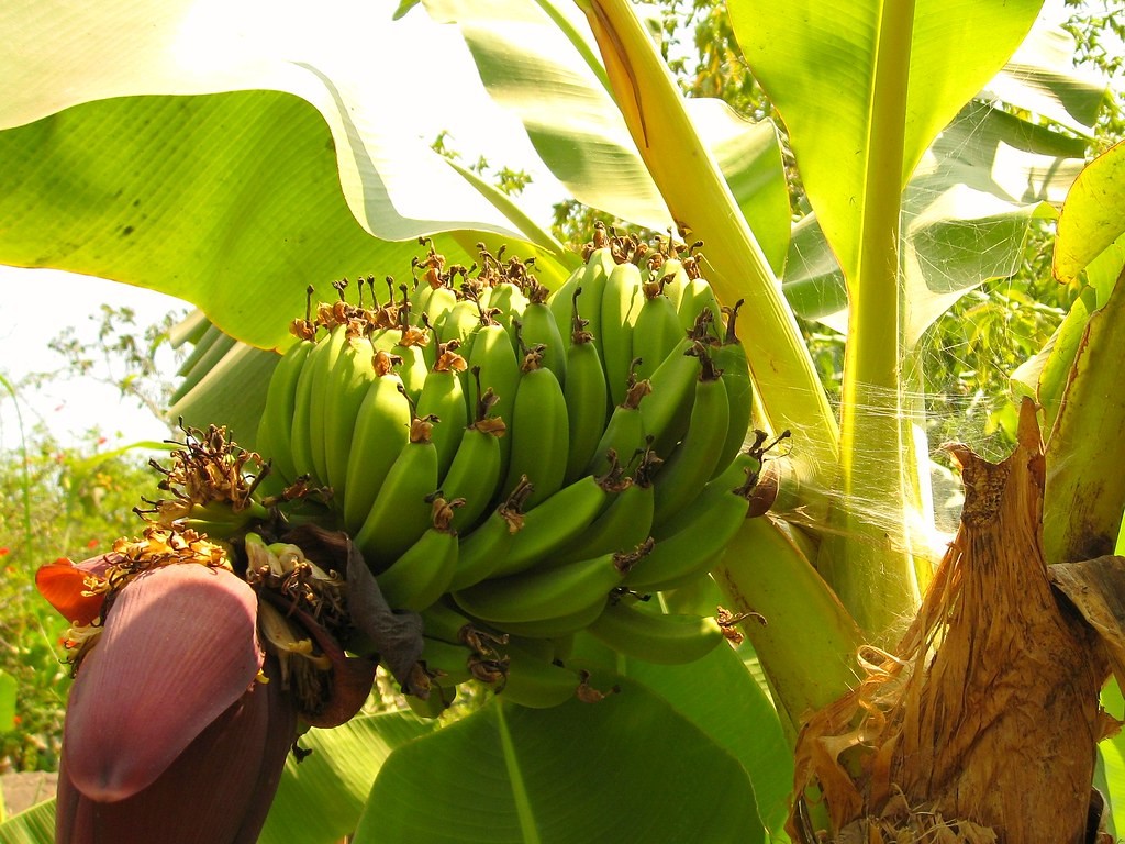 what fruit trees grow well in zone 8a