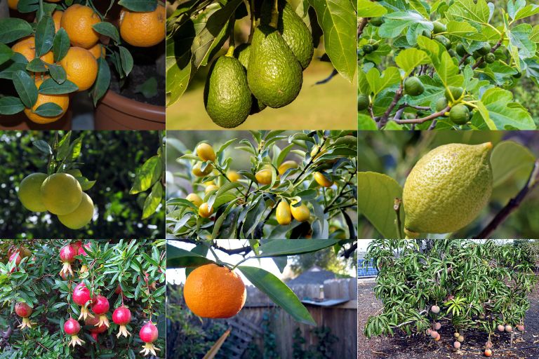 Best Fruit Trees to Grow in Northeast Florida