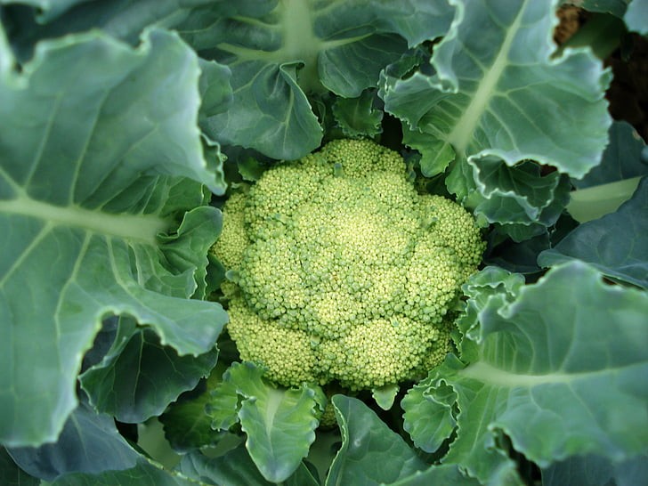Broccoli