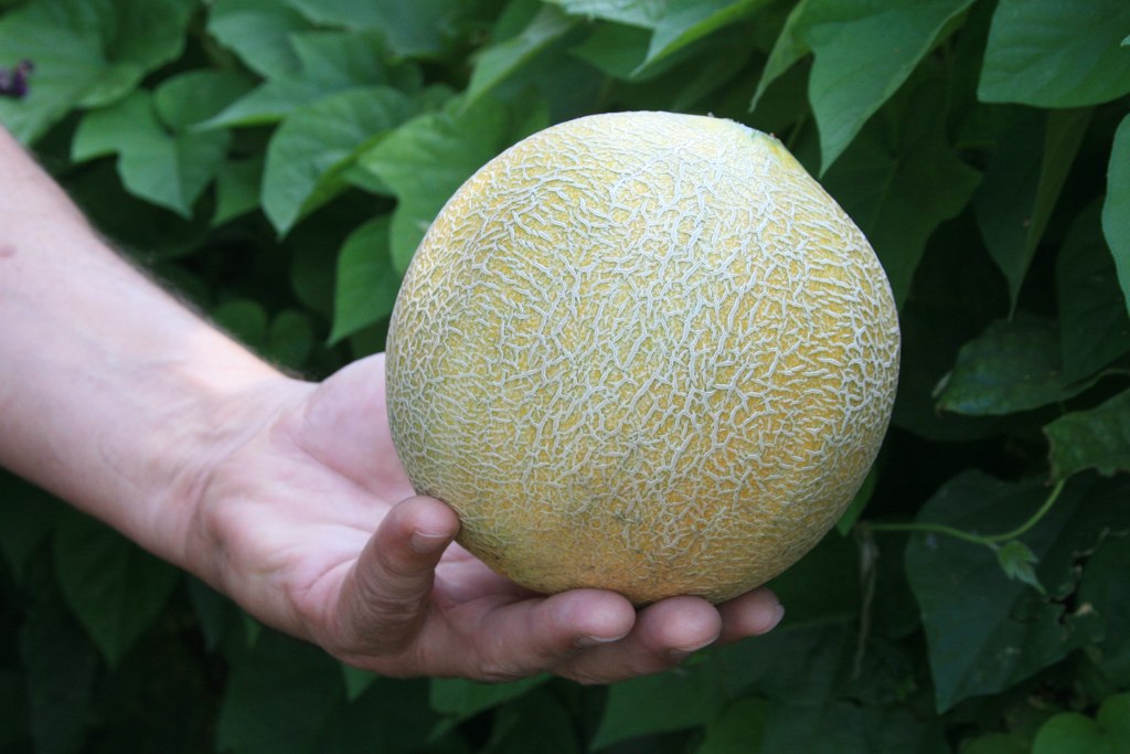 Cantaloupe