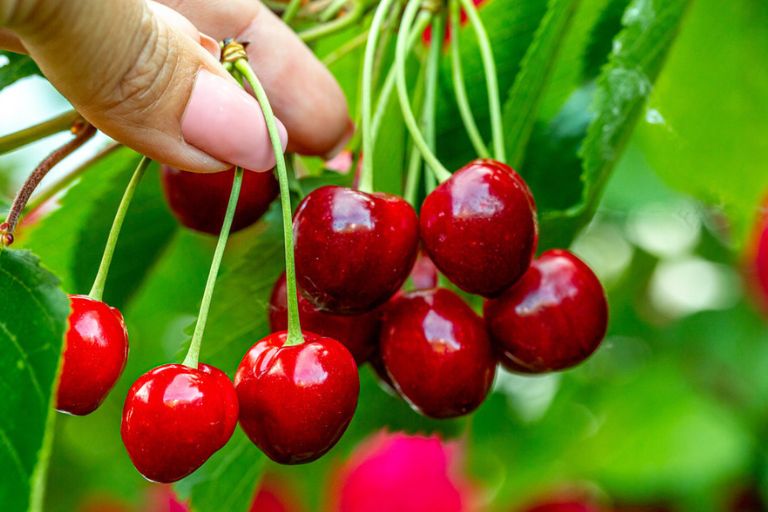 what fruit trees grow well in zone 8a