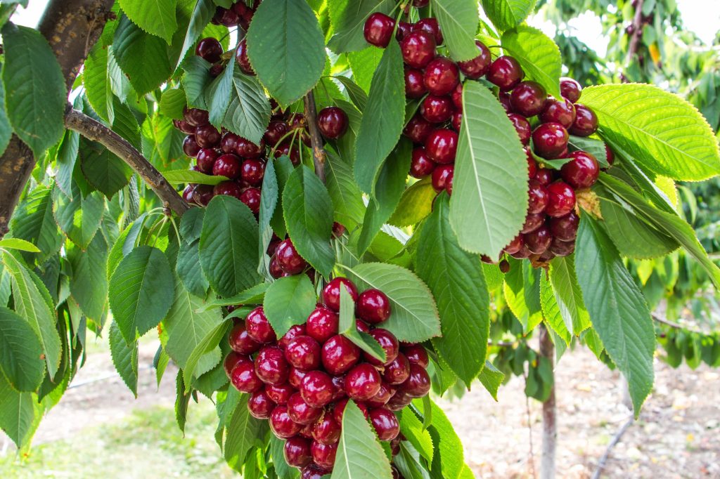 fruit trees for zone 9b california