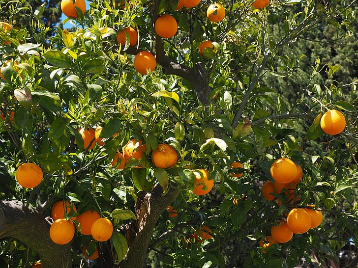 Citrus Trees