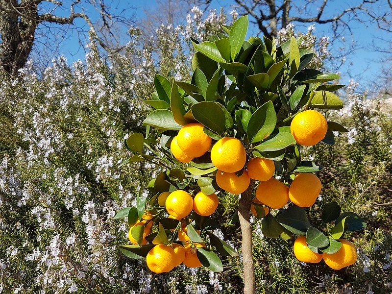 Citrus Trees