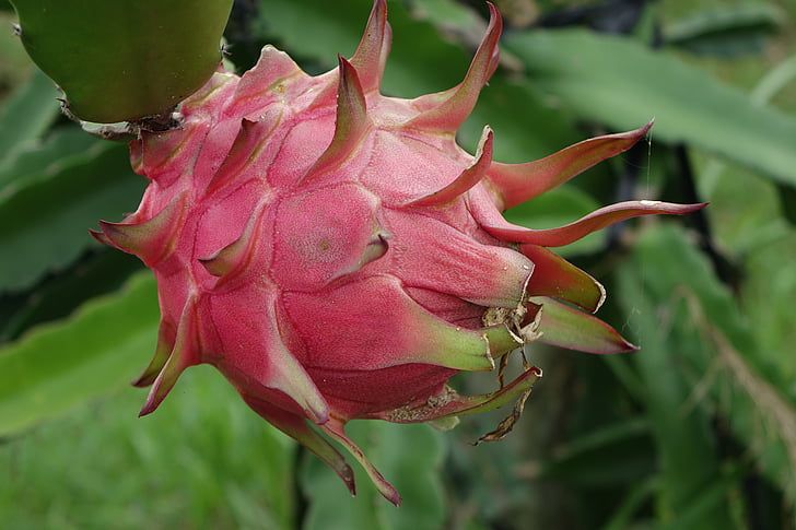 Dragonfruit Tree