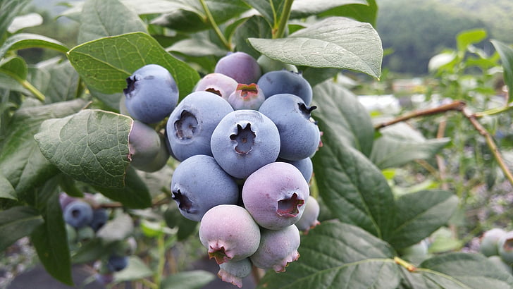 Small Fruits to Grow Indoors