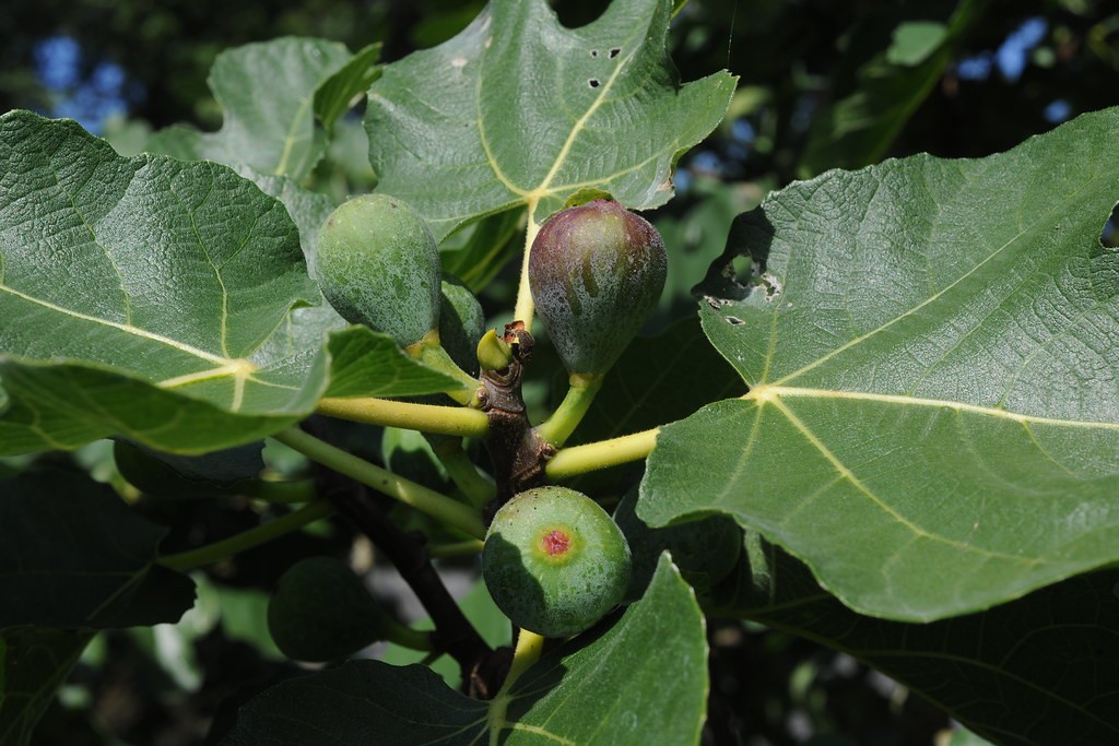 small fruit plants to grow indoors