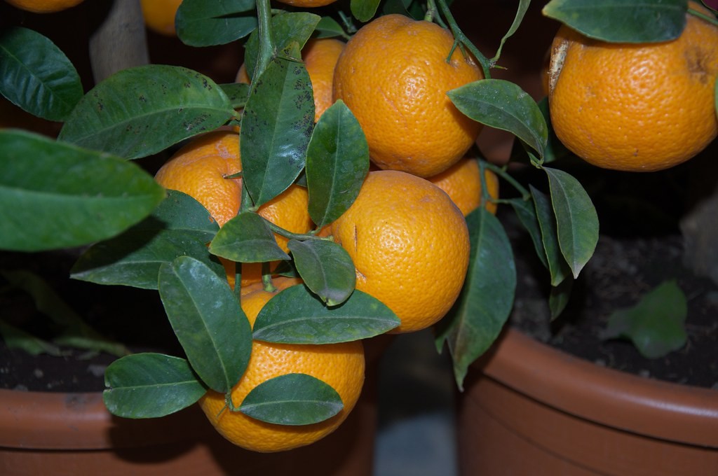 Best Fruit Trees to Grow in Northeast Florida