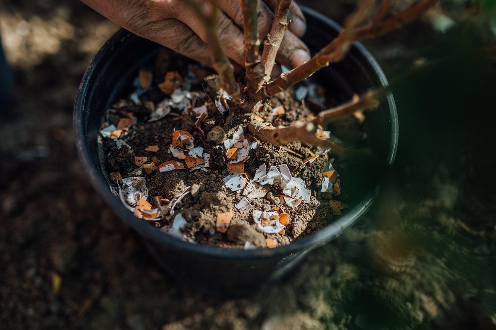 Homemade Fertilizer for Fruit Trees