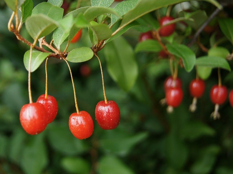 best fruit trees to grow in florida panhandle