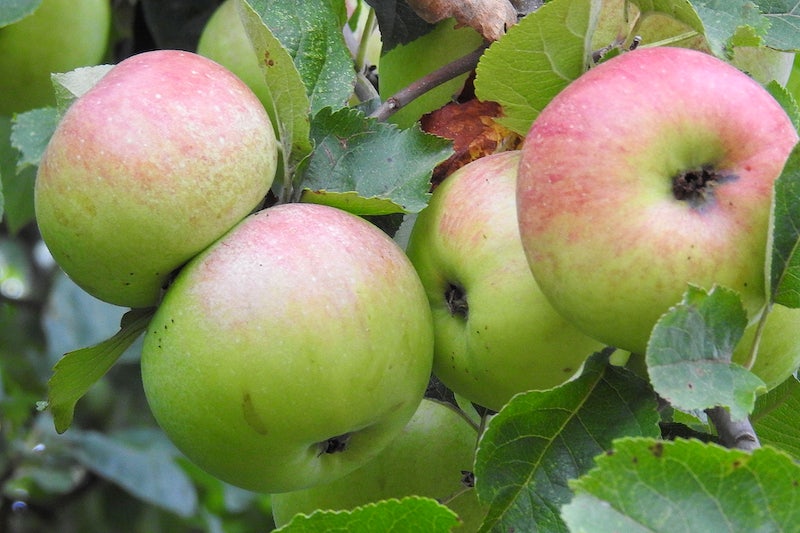 Apple Tree