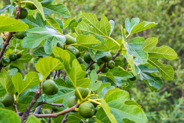 Top 7 Small Fruit Trees to Grow in Florida: Easy And Fast Growing Varieties 6 Small Fruit Trees to Grow in Florida
