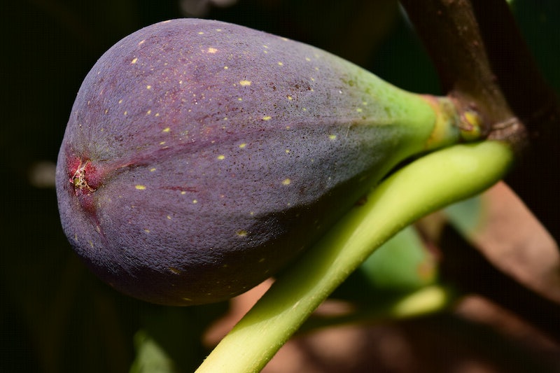 Fig Trees