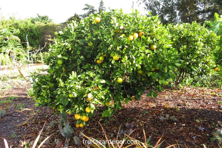 Fruit Garden Design Layout