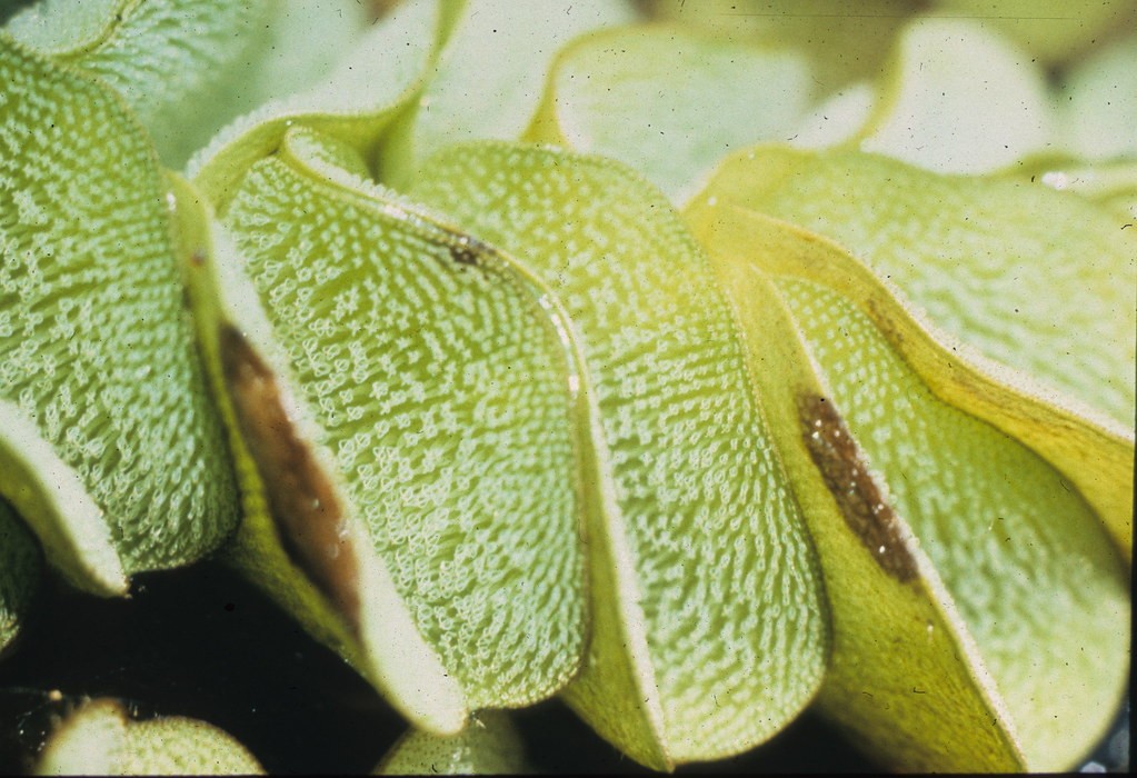 What Plants are Not Allowed in Florida