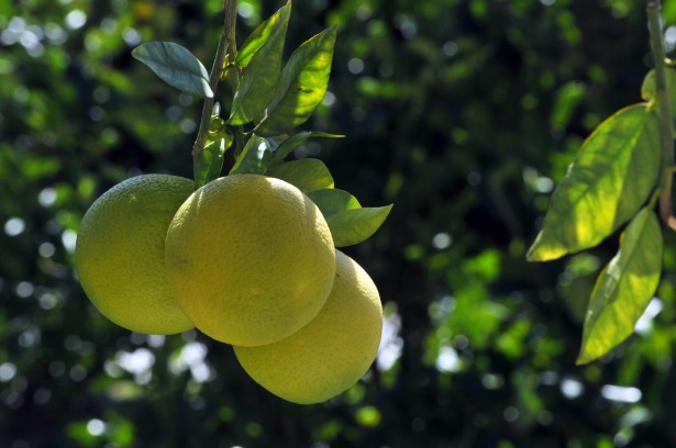 Small Fruit Trees to Grow in Florida