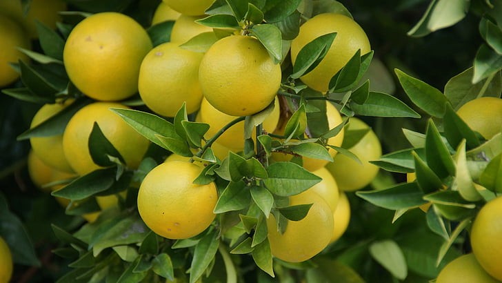 what fruit trees grow well in zone 8a