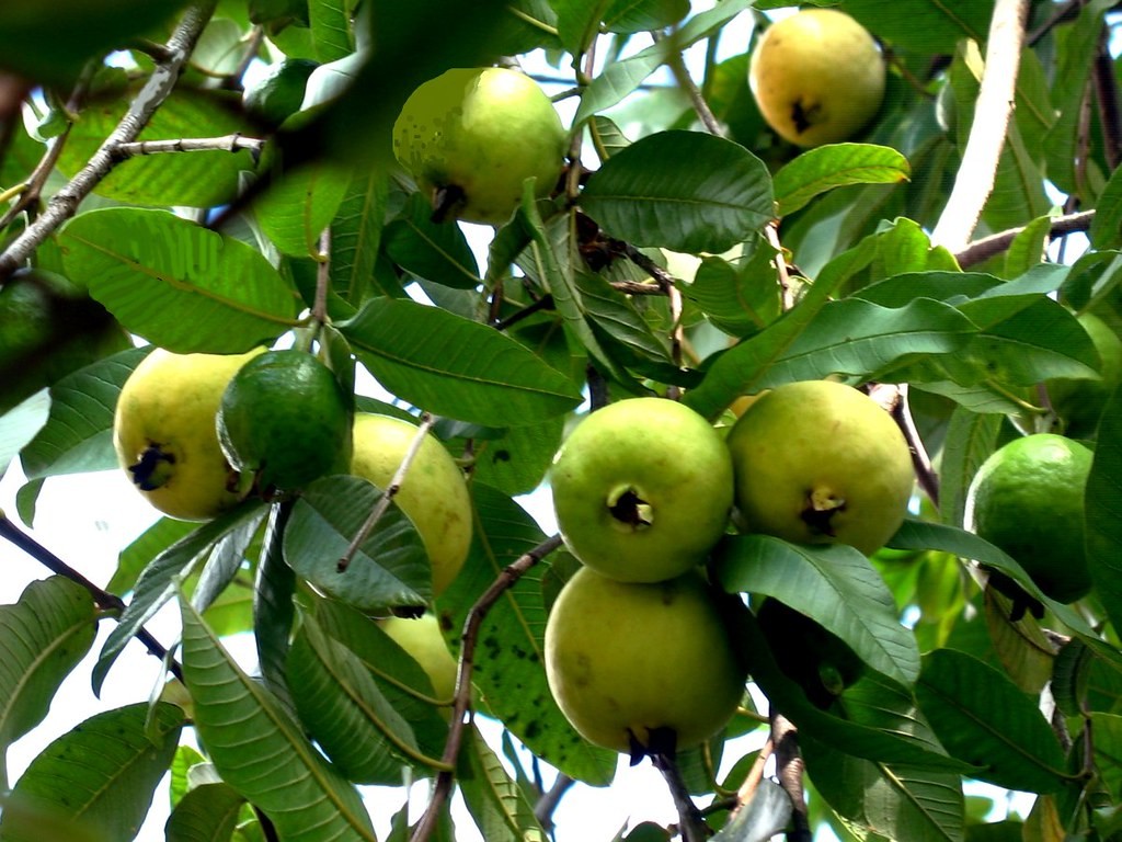 Guava tree