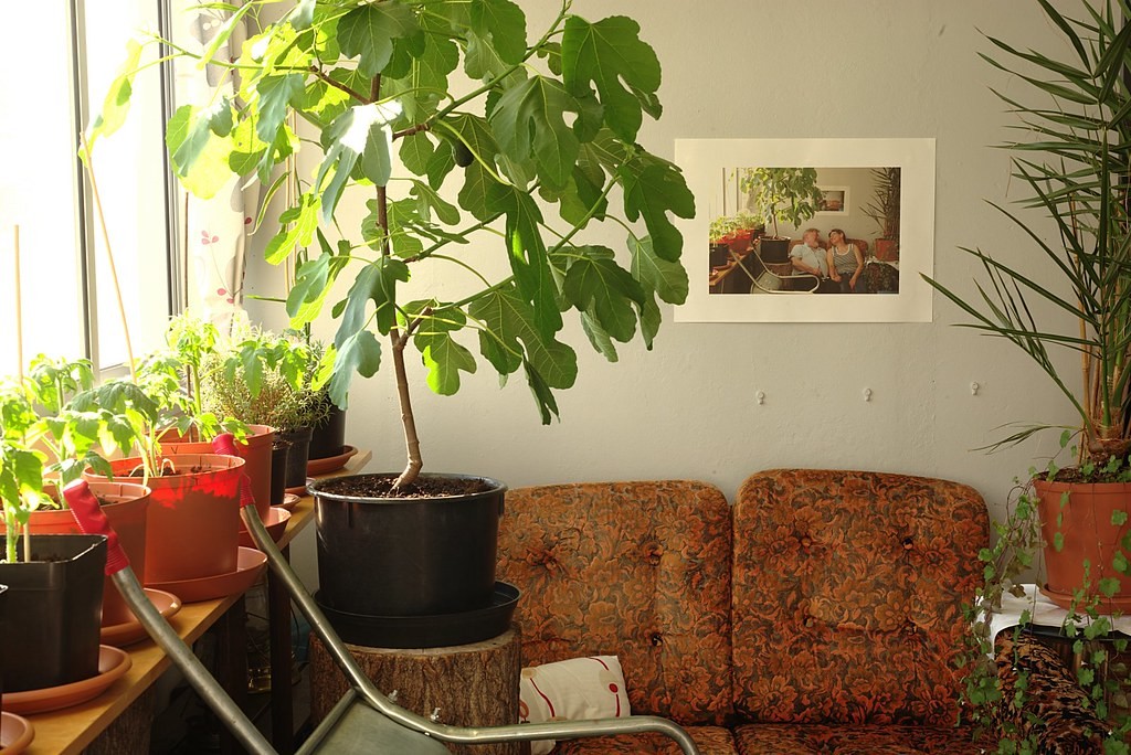 Indoor Fig Tree