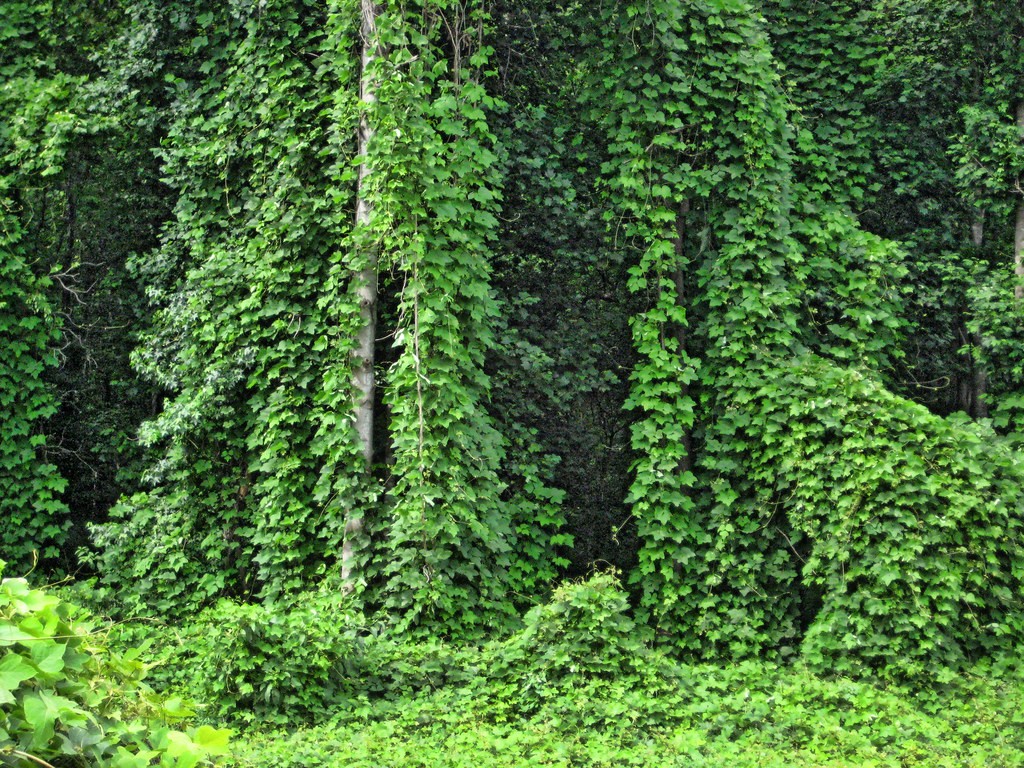 What Plants are Not Allowed in Florida
