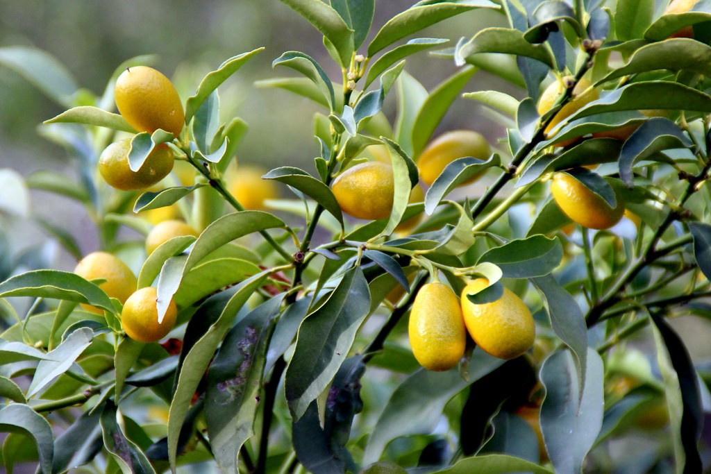 Top 7 Small Fruit Trees to Grow in Florida: Easy And Fast Growing Varieties 5 Small Fruit Trees to Grow in Florida