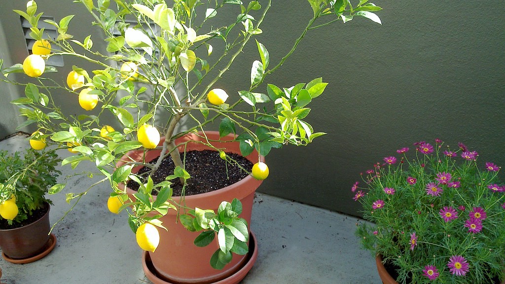 Lemon Tree