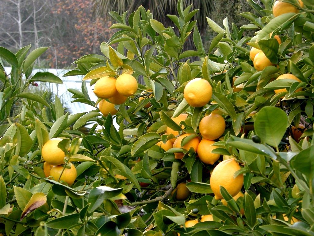 what fruit trees grow well in zone 8a